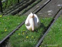 Einer der Pelikane im Grugapark in Essen hat sich auf den Gleisen der Grugabahn niedergelassen (NRW - April 2005)