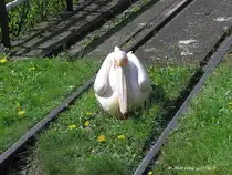 Einer der Pelikane im Grugapark in Essen hat sich auf den Gleisen der Grugabahn niedergelassen (NRW - April 2005)