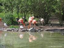 Vogelfreiflughalle im Grugapark in Essen beherbigt u.a. auch Flamingos ( NRW - April 2005)