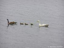 Patchworkfamilie: Haus- und Kanadagans sind als Eltern mit ihrem Nachwuchs unterwegs auf dem Heidesee bei Kirchhellen (Bottrop / NRW - Mai 2005)
