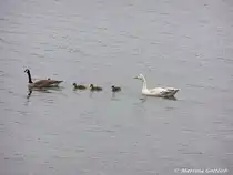 Patchworkfamilie: Haus- und Kanadagans sind als Eltern mit ihrem Nachwuchs unterwegs auf dem Heidesee bei Kirchhellen (Bottrop / NRW - Mai 2005)