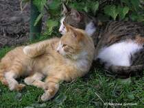 Katzenduo, zuerst mit Blick nach links - gesehen in Gladbeck (NRW - Mai 2005)