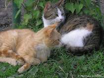 Da war doch ein Gerusch, schon gehen die beiden Kpfe nach rechts - gesehen in Gladbeck (NRW - Mai 2005)