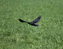 Tiefflieger am 09.05.2012.