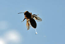 Nicht zu fassen ...die Biene  kackt  mir beim Auslsen auf die Scheibe - 01.05.2012