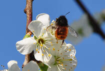 Hummel sammelt Nektar auf Frhlingsblte - 08.04.2012
