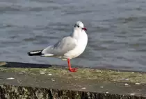 M�we am Rheinufer in Bonn - 27.01.2012