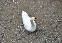 Schwan am Rhein bei Bad Honnef - 07.03.2012