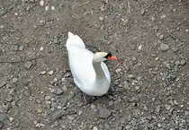 Schwan am Rhein bei Bad Honnef - 07.03.2012