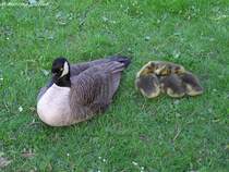 Kanadagans - Mutter mit fnffachem Nachwuchs, gesehen in Gladbeck (NRW - Mai 2009)