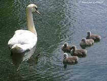 Stolze Hckerschwan-Mutter mit ihrem flauschigen Nachwuchs auf dem Nordpark-Teich in Gladbeck (NRW - Mai 2009)