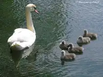 Stolze H�ckerschwan-Mutter mit ihrem flauschigen Nachwuchs auf dem Nordpark-Teich in Gladbeck (NRW - Mai 2009)