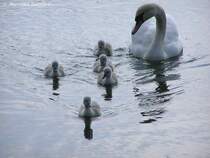 Schn in die Kamera schauen: Anweisung der Mama??? Jedenfalls sieht das bei dieser Hckerschwan-Familie so aus (Gladbeck / NRW - Mai 2009)