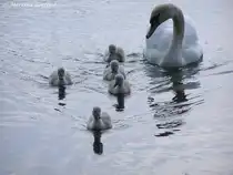 Sch�n in die Kamera schauen: Anweisung der Mama??? Jedenfalls sieht das bei dieser H�ckerschwan-Familie so aus (Gladbeck / NRW - Mai 2009)