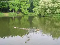 Kanadagans-Familie mit 9 Jungen, unterwegs im G�nsemarsch auf dem Teich von Haus Wittringen (Gladbeck / NRW - Mai 2009)