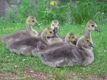 Am Rande des Wittringer Teiches wurden dieser Nachwuchs aus fnf Gnsekinder ausgemacht (Gladbeck / NRW - Mai 2009)