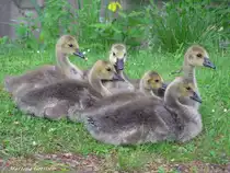 Am Rande des Wittringer Teiches wurden dieser Nachwuchs aus f�nf G�nsekinder ausgemacht (Gladbeck / NRW - Mai 2009)