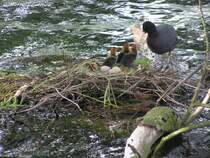 Blsshuhnfamile: Mama kommt mit Futter, da recken sich die Hlse bei den Kleinen; auf dem Nest sind weitere unausgebrhte Eier zu sehen am Nordparkteich von Gladbeck (NRW - Mai 2009)