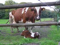 Rotbunte Kuh mit ganz jungem Klbchen (Gladbeck / NRW - Mai 2004)