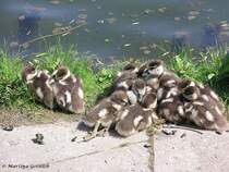 Nilgans-Nachwuchs am Nordpark in Gladbeck (NRW - Mai 2006)