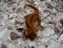 Ein Salamander. Foto 12.05.2012