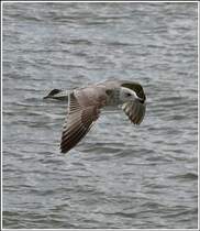 Eine Mantelmve im Flug. 08.05.2012 (Jeanny)