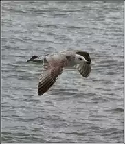 Eine Mantelm�ve im Flug. 08.05.2012 (Jeanny)