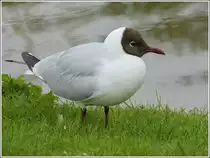 Lachm�we auf Norderney. 08.05.2012 (Jeanny)