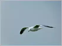 Silberm�we im Flug. 08.05.2012 (Jeanny)