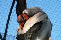 Ein K�nigsgeier bei der Pflege seiner Federn. Foto:Zoologischer Garten Berlin, 25.03.2012