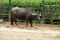 Wasserbffel. Foto:Zoologischer Garten Berlin, 15.05.2012 