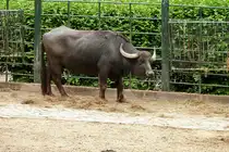 Wasserb�ffel. Foto:Zoologischer Garten Berlin, 15.05.2012 