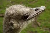 Portrait S�dafrikanischer Strauss. Foto:Zoologischer Garten Berlin, 15.05.2012 