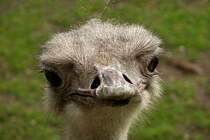 Portrait Sdafrikanischer Strauss. Foto:Zoologischer Garten Berlin, 15.05.2012