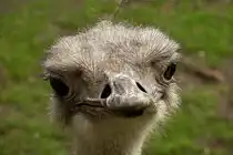 Portrait S�dafrikanischer Strauss. Foto:Zoologischer Garten Berlin, 15.05.2012