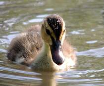 Stockentenkken, am 14.05.2012