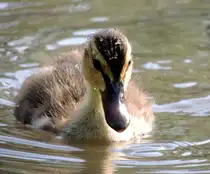 Stockentenk�ken, am 14.05.2012