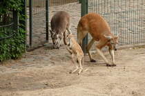 Kngurufamilie. Foto:Zoologischer Garten Berlin, 15.05.2012