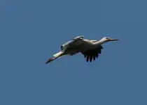 Wei�storch auf dem Flug zur Futtersuche, am 17.05.2012