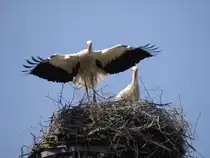 Die Abl�sung ist gekommen, der Partner begibt sich auf Futtersuche - bei mindestens drei Jungen eine arbeitsreiche Aufgabe, Storchenfamilie auf dem Illertisser Schloss am 17.05.2012