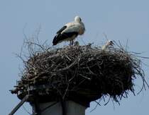 Drei junge Kpfe der Storchenfamilie sind zu sehen, auf dem Illertisser Schlo am 17.05.2012