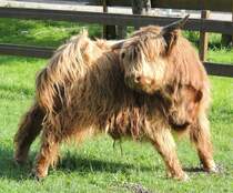 Kratzstellung eines jungen Highland-Rindes, bei Illertissen am 17.05.2012