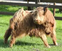 Kratzstellung eines jungen Highland-Rindes, bei Illertissen am 17.05.2012