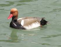 Kolbenente, am 14.05.2012