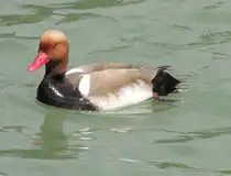 Kolbenente, am 14.05.2012