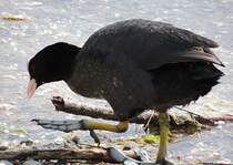 Blhuhn auf Futtersuche, am 14.05.2012