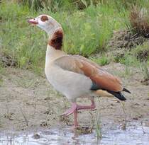 Nilgans, am Plessenteich - wahrscheinlich ein Gefangenschaftsflchtling von Holland her zugewandert, am 12.05.2012