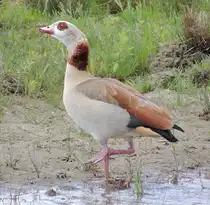 Nilgans, am Plessenteich - wahrscheinlich ein Gefangenschaftsfl�chtling von Holland her zugewandert, am 12.05.2012