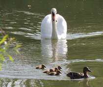 Hckerschwan vertreibt Stockentenfamilie aus der Nhe des Nestes, am 14.05.2012