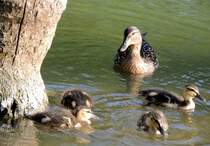 Stockente mit Jungen, 14.05.2012